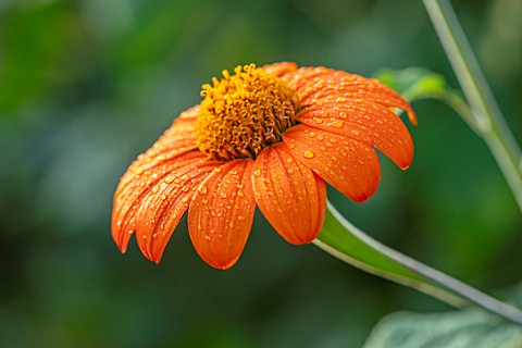 ULTING_WICK_ESSEX_CLOSE_UP_OF_ORANGE_FLOWERS_OF_TITHONIA_ROTUNDIFOLIA_TORCH_MEXICAN_SUNFLOWER_PERENN