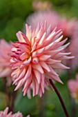 ULTING WICK, ESSEX: CLOSE UP OF PINK DAHLIA PREFERENCE. BLOOMS, FLOWERING, BLOOMING, FALL, SEPTEMBER, SPIKY