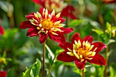 ULTING WICK, ESSEX: CLOSE UP OF YELLOW  AND RED FLOWERS OF DAHLIA CHIMBORAZO. BLOOMS, FLOWERING, BLOOMING, FALL, SEPTEMBER