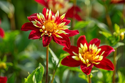 ULTING_WICK_ESSEX_CLOSE_UP_OF_YELLOW__AND_RED_FLOWERS_OF_DAHLIA_CHIMBORAZO_BLOOMS_FLOWERING_BLOOMING
