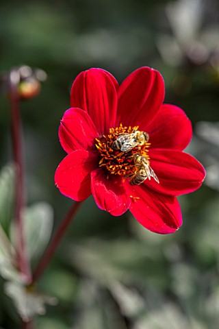 ULTING_WICK_ESSEX_CLOSE_UP_OF_RED_FLOWERS_OF_DAHLIA_BISHOP_OF_AUCKLAND_BLOOMS_FLOWERING_BLOOMING_FAL