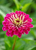 ULTING WICK, ESSEX: CLOSE UP OF PINK FLOWERS OF ZINNIA. BLOOMS, FLOWERING, BLOOMING, FALL, SEPTEMBER, ANNUALS