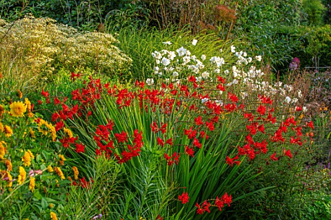 THE_PICTON_GARDEN_AND_OLD_COURT_NURSERIES_WORCESTERSHIRE_CROCOSMIA_TAMAR_GLOW_ANEMONE_X_JAPONICA_AND