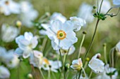 THE PICTON GARDEN AND OLD COURT NURSERIES, WORCESTERSHIRE: CLOSE UP OF WHITE FLOWERS OF JAPANESE ANEMONE X JAPONICA ANDREA ATKINSON. PERENNIALS, FLOWERING, PETALS