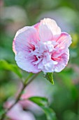 THE PICTON GARDEN AND OLD COURT NURSERIES, WORCESTERSHIRE: CLOSE UP OF WHITE, PINK FLOWERS OF HIBISCUS SYRIACUS PINK CHIFFON, DOUBLE, FLOWERING, TREE, PETALS