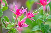 THE PICTON GARDEN AND OLD COURT NURSERIES, WORCESTERSHIRE: PLANT PORTRAIT OF PINK FLOWERS OF FUCHSIA WALZ JUBELTEEN, FUCHSIAS, SHRUBS, BLOOMS
