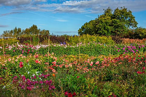 GREEN_AND_GORGEOUS_FLOWERS_OXFORDSHIRE_DAHLIAS_AND_ALSTROEMERIAS_IN_THE_CUTTING_FIELDS