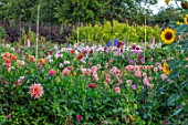 GREEN AND GORGEOUS FLOWERS, OXFORDSHIRE: DAHLIAS AND SUNFLOWERS IN THE CUTTING GARDEN, FIELD, SEPTEMBER