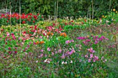 GREEN AND GORGEOUS FLOWERS, OXFORDSHIRE: DAHLIAS AND ALSTROEMERIAS IN THE CUTTING GARDEN, FIELD, SEPTEMBER