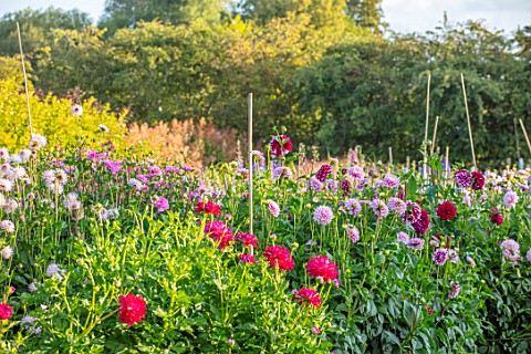 GREEN_AND_GORGEOUS_FLOWERS_OXFORDSHIRE_DAHLIAS_IN_THE_CUTTING_GARDEN_FIELD_SEPTEMBER