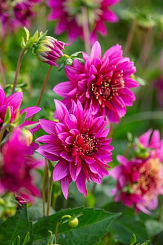 GREEN_AND_GORGEOUS_FLOWERS_OXFORDSHIRE_CLOSE_UP_PORTRAIT_OF_THE_PINK_FLOWERS_OF_DAHLIA_MAMBO_SEPTEMB