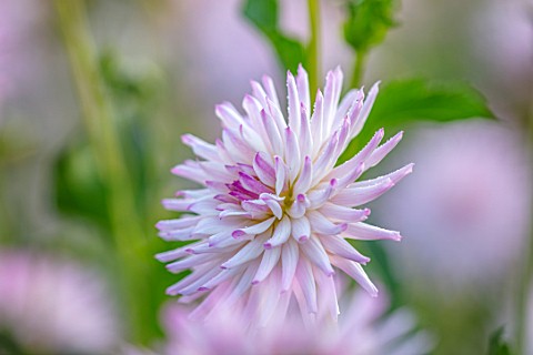 GREEN_AND_GORGEOUS_FLOWERS_OXFORDSHIRE_CLOSE_UP_PORTRAIT_OF_THE_WHITE_PINK_FLOWERS_OF_DAHLIA_JOSUDI_