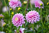 GREEN AND GORGEOUS FLOWERS, OXFORDSHIRE: CLOSE UP PORTRAIT OF THE WHITE, PINK FLOWERS OF DAHLIA SWEET LOVE. SEPTEMBER, PERENNIALS, BLOOMS, BLOOMING, FALL, AUTUMN