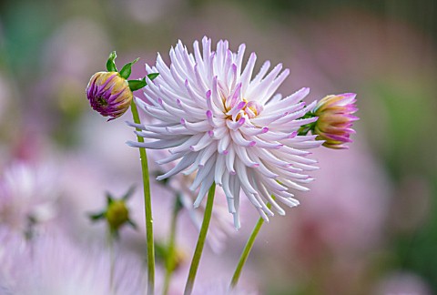 GREEN_AND_GORGEOUS_FLOWERS_OXFORDSHIRE_CLOSE_UP_PORTRAIT_OF_THE_WHITE_PINK_FLOWERS_OF_DAHLIA_JOSUDI_