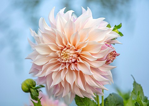 GREEN_AND_GORGEOUS_FLOWERS_OXFORDSHIRE_CLOSE_UP_OF_CREAM_PASTEL_PINK_PALE_FLOWERS_OF_DAHLIA_CAFE_AU_