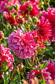 GREEN AND GORGEOUS FLOWERS, OXFORDSHIRE: CLOSE UP OF PINK FLOWERS OF DAHLIA ISLANDER, SEPTEMBER, BULBS, BLOOMING, FALL, AUTUMN, FLOWERING