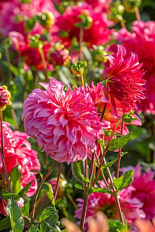 GREEN_AND_GORGEOUS_FLOWERS_OXFORDSHIRE_CLOSE_UP_OF_PINK_FLOWERS_OF_DAHLIA_ISLANDER_SEPTEMBER_BULBS_B
