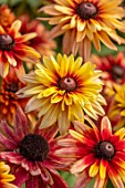 GREEN AND GORGEOUS FLOWERS, OXFORDSHIRE: CLOSE UP OF PINK, YELLOW RED FLOWERS OF RUDBECKIA SAHARA, SEPTEMBER, BLOOMING, FALL, AUTUMN, FLOWERING, ANNUALS