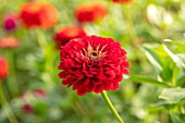 GREEN AND GORGEOUS FLOWERS, OXFORDSHIRE: CLOSE UP OF RED FLOWERS OF ZINNIA BANARYS GIANT, SEPTEMBER, BULBS, BLOOMING, FALL, AUTUMN, FLOWERING, ANNUALS