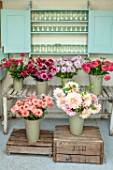 GREEN AND GORGEOUS FLOWERS, OXFORDSHIRE: BUCKETS OF DAHLIAS IN THE FLOWER ROOM. DAHLIA PREFERENCE, CAFE AU LAIT, SENIORS HOPE, POLKA. ARRANGEMENTS