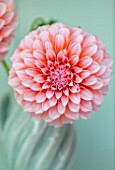 GREEN AND GORGEOUS FLOWERS, OXFORDSHIRE: CLOSE UP PORTRIAT OF PINK FLOWERS OF DAHLIA PEACHES, BLOOMS, FALL, BLOOMING, FLOWERING, AUTUMN