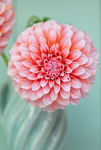 GREEN_AND_GORGEOUS_FLOWERS_OXFORDSHIRE_CLOSE_UP_PORTRIAT_OF_PINK_FLOWERS_OF_DAHLIA_PEACHES_BLOOMS_FA