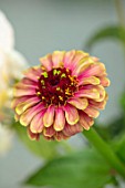 GREEN AND GORGEOUS FLOWERS, OXFORDSHIRE: CLOSE UP PORTRAIT OF THE PINK, RED, YELLOW, PASTEL, FLOWERS OF ZINNIA QUEEN RED LIME, ANNUALS, FALL, BLOOMING, AUTUMN