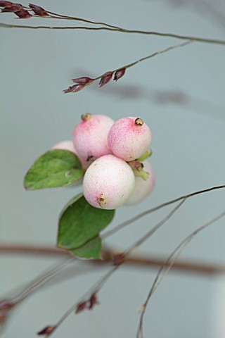 GREEN_AND_GORGEOUS_FLOWERS_OXFORDSHIRE_CLOSE_UP_PORTRAIT_OF_THE_PINK_WHITE_BERRIES_OF_PINK_SNOWBERRY