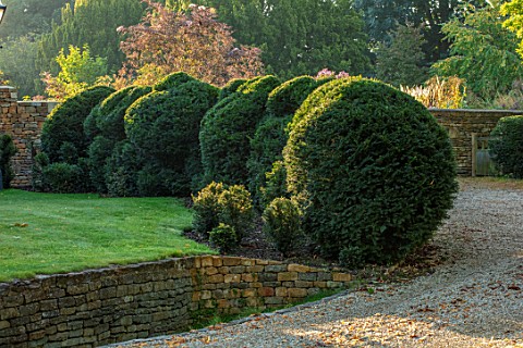PETRA_HOYER_MILLAR_GARDEN_OXFORDSHIRE_CASTLE_END_HOUSE__FRONT_GARDEN_DRIVE_YEW_HEDGING_HEDGES_CLOUD_