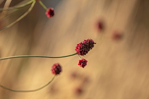 PETRA_HOYER_MILLAR_GARDEN_OXFORDSHIRE_CASTLE_END_HOUSE__CLOSE_UP_OF_DARK_RED_FLOWERS_OF_SANGUISORBA_