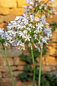PETRA HOYER MILLAR GARDEN, OXFORDSHIRE: CASTLE END HOUSE - CLOSE UP OF WHITE, BLUE FLOWERS OF AGAPANTHUS QUEEN MUM. FALL, AUTUMN, PERENNIALS, BLOOMS, BLOOMING