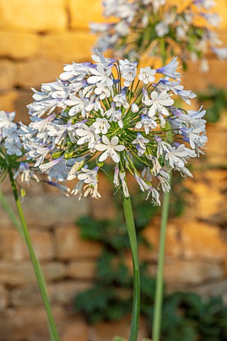 PETRA_HOYER_MILLAR_GARDEN_OXFORDSHIRE_CASTLE_END_HOUSE__CLOSE_UP_OF_WHITE_BLUE_FLOWERS_OF_AGAPANTHUS