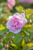 BRIDGE NURSERY, WARWICKSHIRE: CLOSE UP OF PINK FLOWERS OF ROSE - ROSA FELICIA, SEPTEMBER, FLOWERING, FALL, BLOOMS, BLOOMING