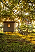 MITTON MANOR, STAFFORDSHIRE: PATH, GATE, TREE, SHEDS, SUMMERHOUSE, OFFICE, LAWN, SUNRISE, COUNTRY, GARDEN, ENGLISH, LAWN, BUBBLE SWING SEAT BY MYBURGH DESIGNS