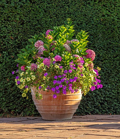 MITTON_MANOR_SHROPSHIRE_TERRACOTTA_CONTAINER_IN_THE_SWIMMING_POOL_GARDEN_PLANTED_WITH_HYDRANGEAS_PET