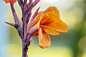 MITTON MANOR, SHROPSHIRE: CLOSE UP PLANT PORTRAIT OF ORANGE CANNA DURBAN. EXOTIC, FLOWER, LATE SUMMER FLOWERING, TROPICAL