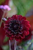 MITTON MANOR, STAFFORDSHIRE: CLOSE UP OF DARK RED FLOWERS OF DAHLIA KARMA CHOC, SEPTEMBER, PERENNIALS, FALL, BLOOMS, BLOOMING, DECORATIVE