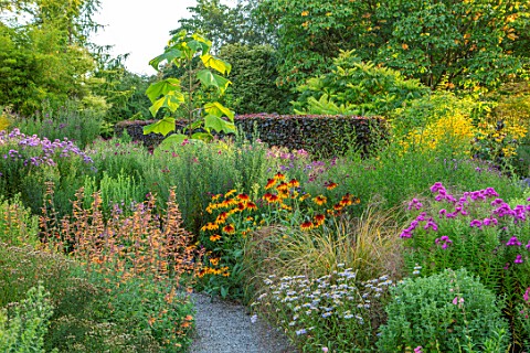 THE_PICTON_GARDEN_AND_OLD_COURT_NURSERIES_WORCESTERSHIRE_BORDERS_OF_ASTERS_AGASTACHE_AURANTIACA_NAVA