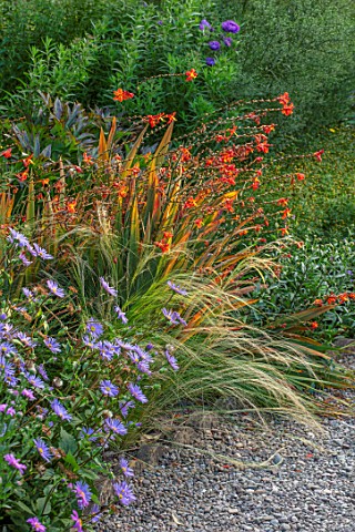THE_PICTON_GARDEN_AND_OLD_COURT_NURSERIES_WORCESTERSHIRE_BORDERS_SEPTEMBER__ASTER_PEDUNCULARIS_STIPA