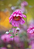 THE PICTON GARDEN AND OLD COURT NURSERIES, WORCESTERSHIRE: CLOSE UP OF PINK FLOWERS OF JAPANESE ANEMONE HUPEHENSIS VAR JAPONICA PAMINA. PERENNIALS, FLOWERING, PETALS