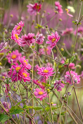 THE_PICTON_GARDEN_AND_OLD_COURT_NURSERIES_WORCESTERSHIRE_CLOSE_UP_OF_PINK_FLOWERS_OF_JAPANESE_ANEMON