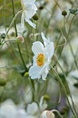 THE PICTON GARDEN AND OLD COURT NURSERIES, WORCESTERSHIRE: CLOSE UP PORTRAIT OF WHITE FLOWERS OF ANEMONE ANDREA ATKINSON. PERENNIALS, FALL, SEPTEMBER, AUTUMN