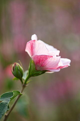 THE_PICTON_GARDEN_AND_OLD_COURT_NURSERIES_WORCESTERSHIRE_CLOSE_UP_PORTRAIT_OF_WHITE_AND_PINK_FLOWERS