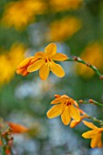 THE PICTON GARDEN AND OLD COURT NURSERIES, WORCESTERSHIRE: CLOSE UP PORTRAIT OF ORANGE, YELLOW FLOWERS OF CROCOSMIA JUDITH. FALL, SEPTEMBER, AUTUMN, PERENNIALS