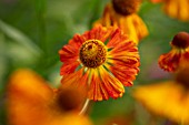 THE PICTON GARDEN AND OLD COURT NURSERIES, WORCESTERSHIRE: CLOSE UP PORTRAIT OF ORANGE FLOWERS OF HELENIUM CHIPPERFIELD ORANGE. FALL, SEPTEMBER, AUTUMN
