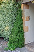 ROCKCLIFFE GARDEN, GLOUCESTERSHIRE: ROSEMARY TRAINED UP WALL IN PYRAMID IN SWIMMING POOL GARDEN