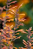 THE PICTON GARDEN AND OLD COURT NURSERIES, WORCESTERSHIRE: CLOSE UP PORTRAIT OF ORANGE FLOWERS OF AGASTACHE AURANTIACA NAVAJO SUNSET. PERENNIALS, FALL, SEPTEMBER