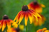 THE PICTON GARDEN AND OLD COURT NURSERIES, WORCESTERSHIRE: CLOSE UP PORTRAIT OF ORANGE, BROWN FLOWERS OF RUDBECKIA HIRTA SEEDLING. PERENNIALS, FALL, SEPTEMBER
