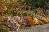 GRAVETYE MANOR, SUSSEX - BORDER, SEPTEMBER - ASTERS, CLEOME SPINOSA VIOLET QUEEN, STIPA TENUISSIMA