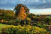 PETTIFERS GARDEN, OXFORDSHIRE: THE PARTERRE IN AUTUMN WITH HELIANTHUS LEMON QUEEN, CLIPPED BOX HEDGING, HEDGES, DAHLIAS, SEPTEMBER